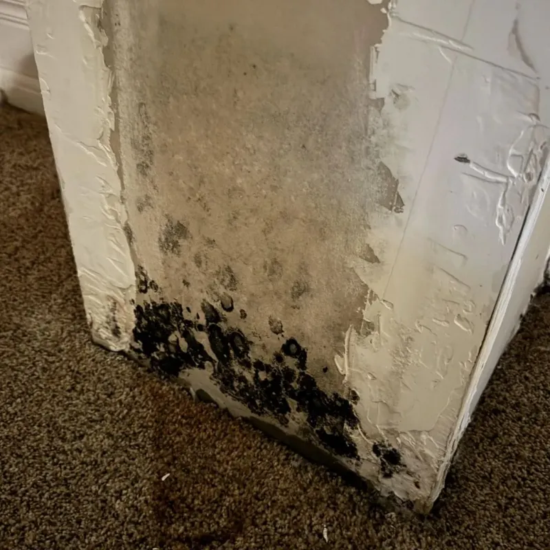 Professional Mold Removal in Lee County, AR